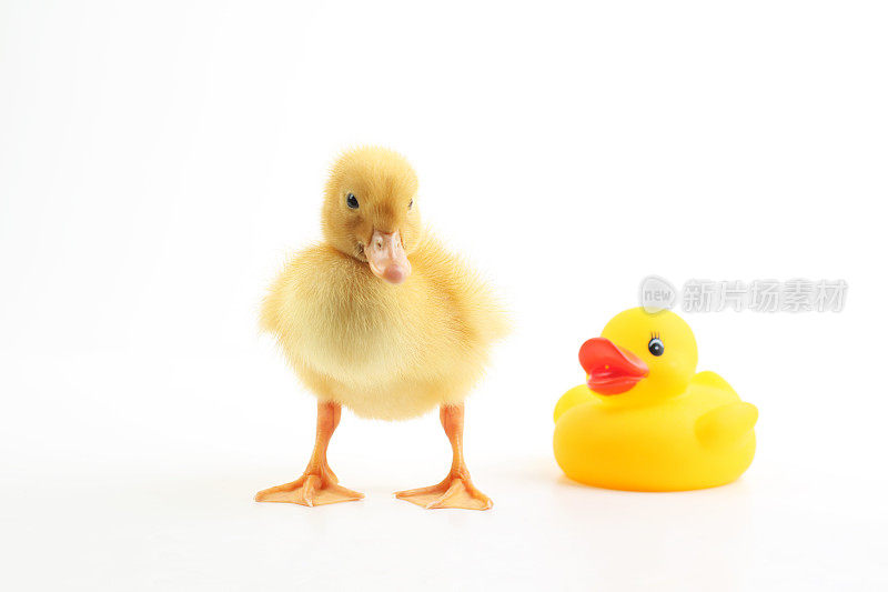 Cute  little duck with the rubber duck